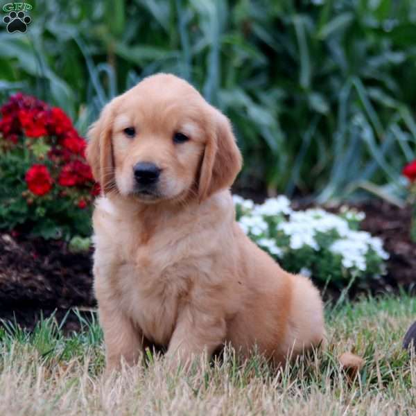 Thomas, Golden Retriever Puppy