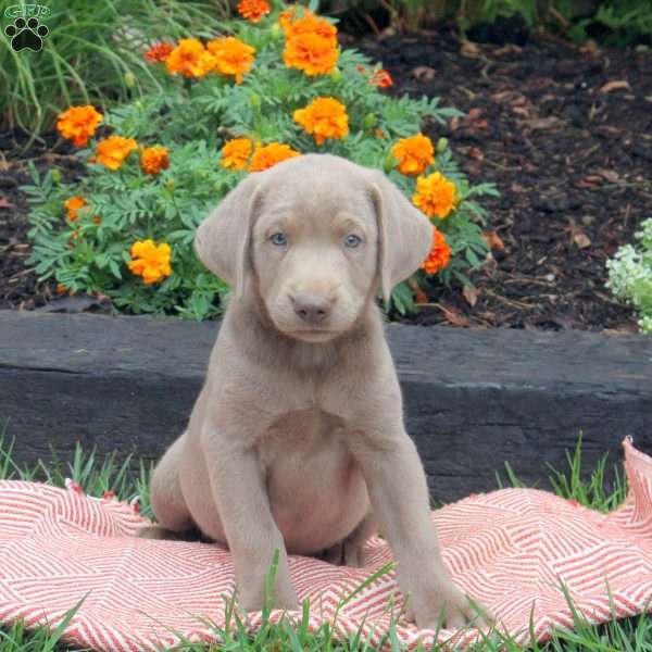 Thor, Silver Labrador Retriever Puppy