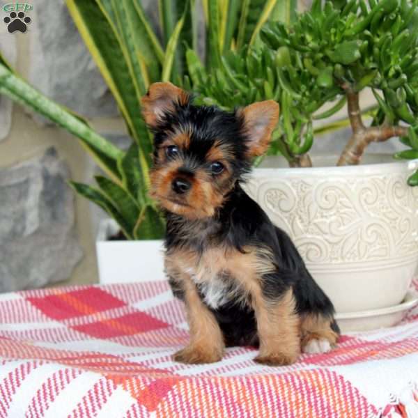 Tigger, Yorkie Puppy