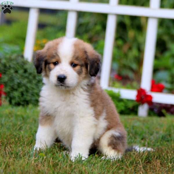 Tigger, Bernese Mountain Dog Mix Puppy