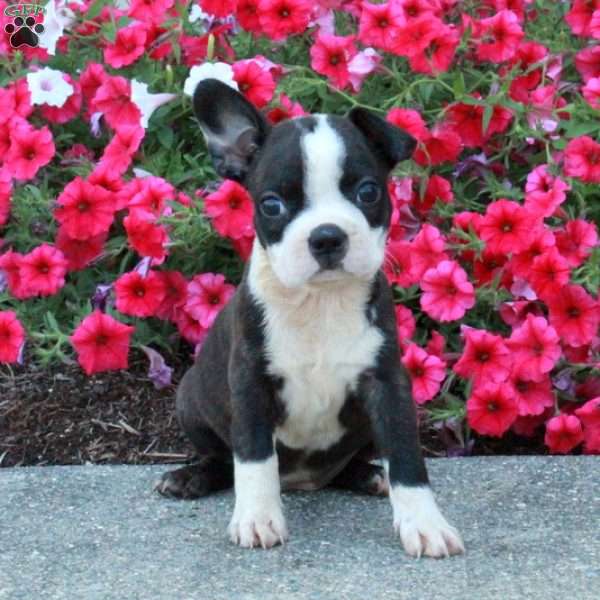 Tillie, Boston Terrier Puppy