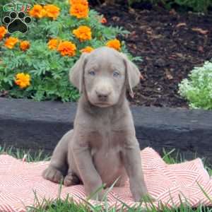 Fashion mini silver lab