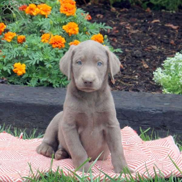 Tilly, Silver Labrador Retriever Puppy