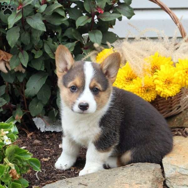 Timber, Pembroke Welsh Corgi Puppy