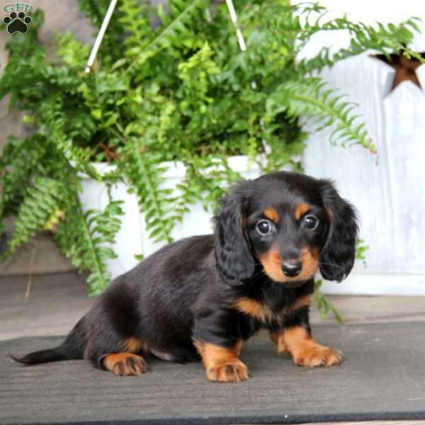 Timmy, Dachshund Puppy