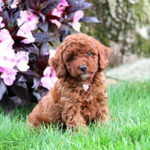 Timmy, Mini Goldendoodle Puppy