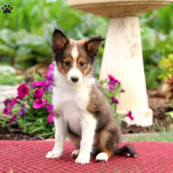 Timmy, Sheltie Puppy