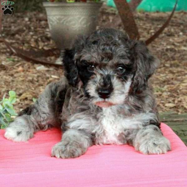 Timothy, Miniature Poodle Puppy