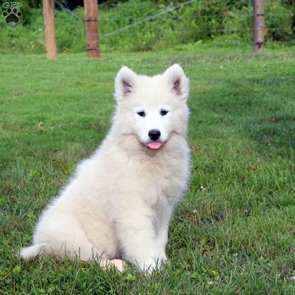 Tina, Samoyed Puppy