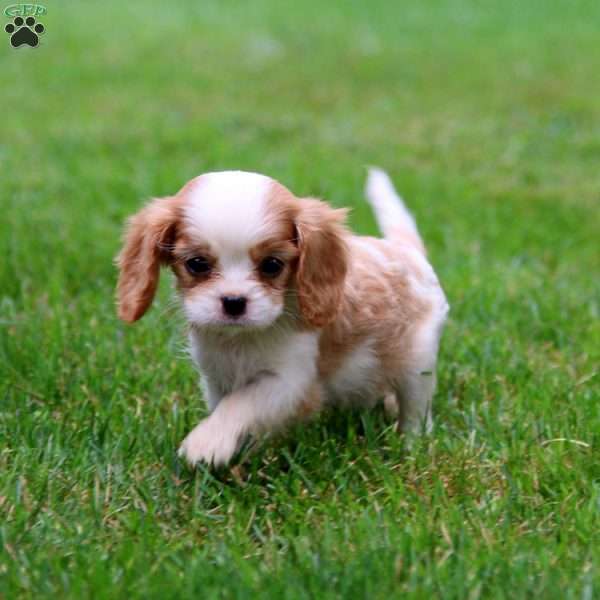 Tina, Cavalier King Charles Spaniel Puppy