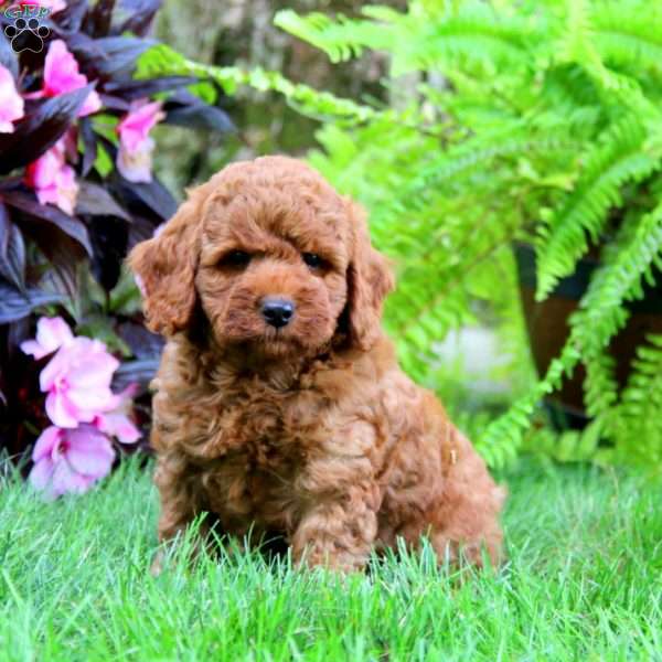 Tinker, Mini Goldendoodle Puppy