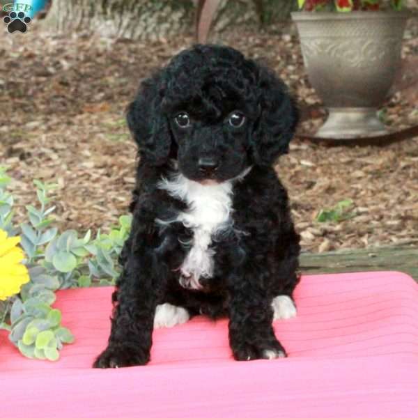 Titas, Miniature Poodle Puppy