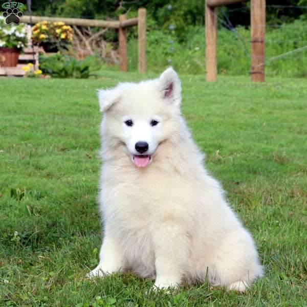 Tito, Samoyed Puppy