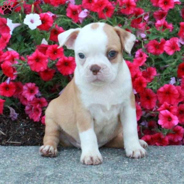 Toby, Boston Terrier Puppy