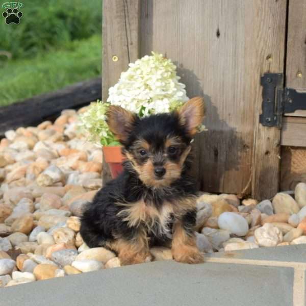 Toby, Yorkie Poo Puppy