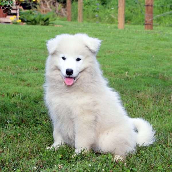 Toby, Samoyed Puppy