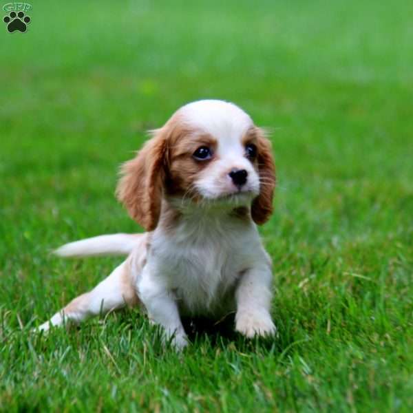 Toby, Cavalier King Charles Spaniel Puppy