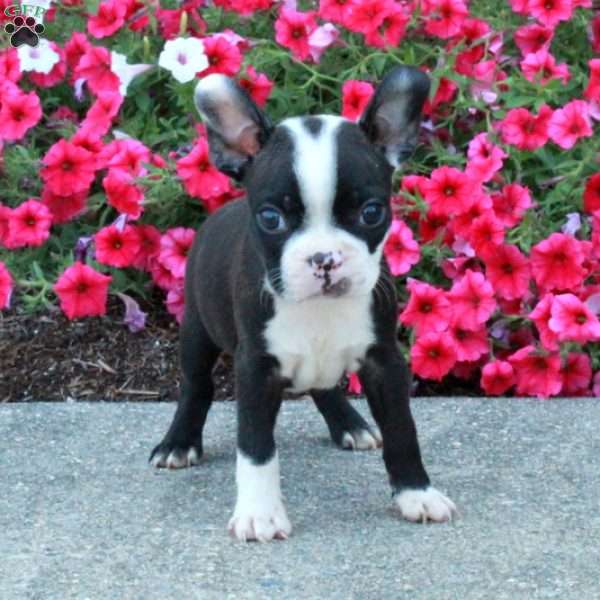 Todd, Boston Terrier Puppy