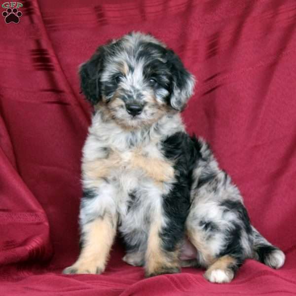 Toffee Bit, Mini Aussiedoodle Puppy