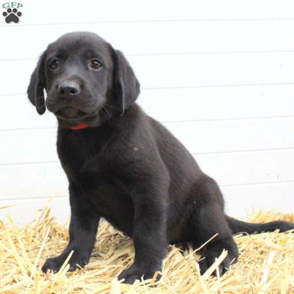 Tommy, Labrador Mix Puppy