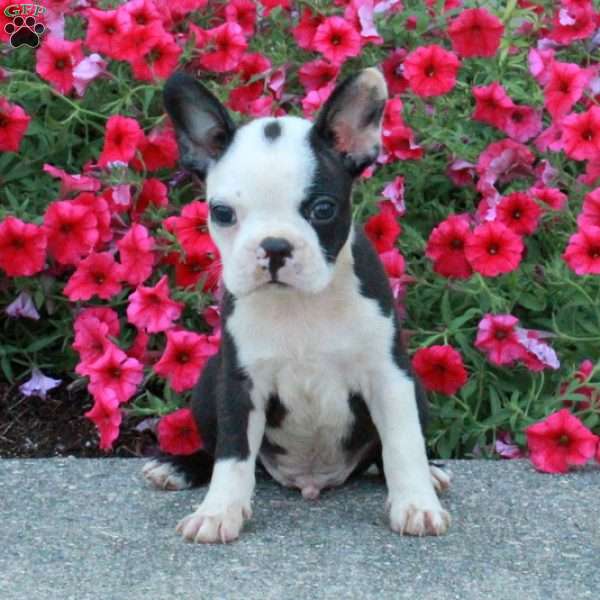 Tommy, Boston Terrier Puppy