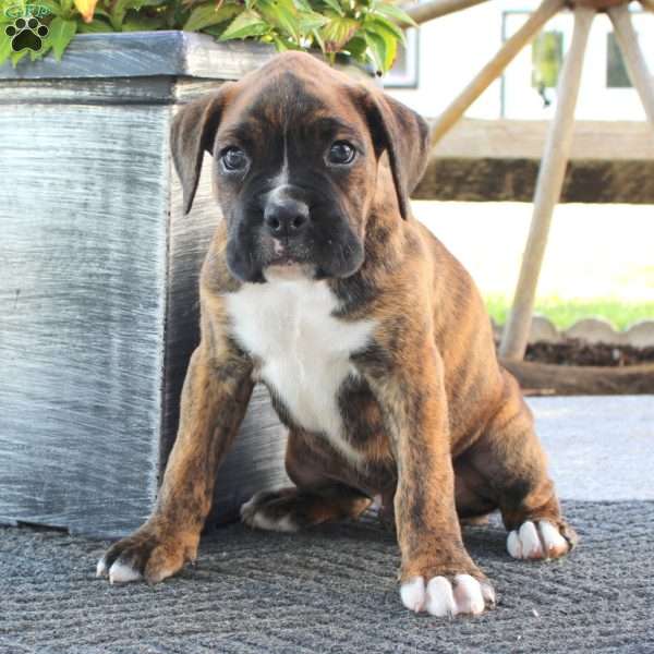 Tony, Boxer Puppy