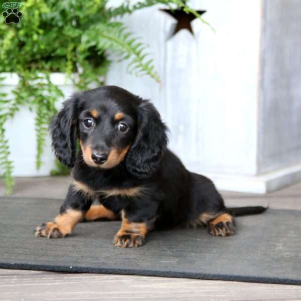 Tonya, Dachshund Puppy