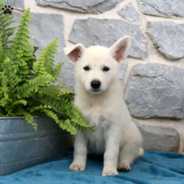 Tonya, German Shepherd Puppy