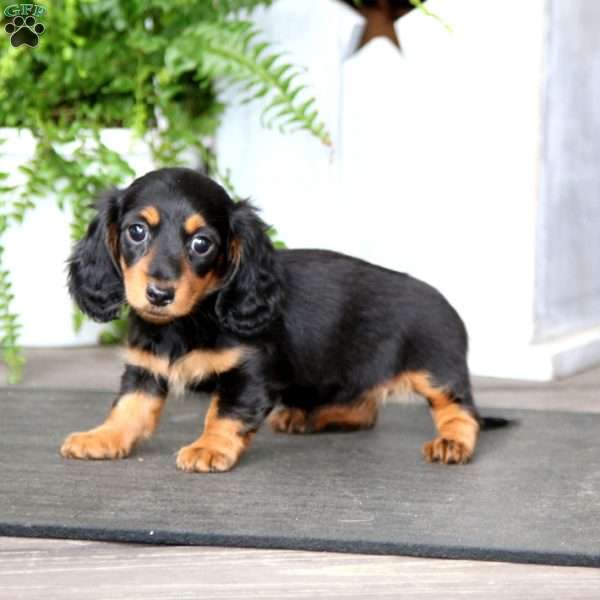 Tootsie, Dachshund Puppy