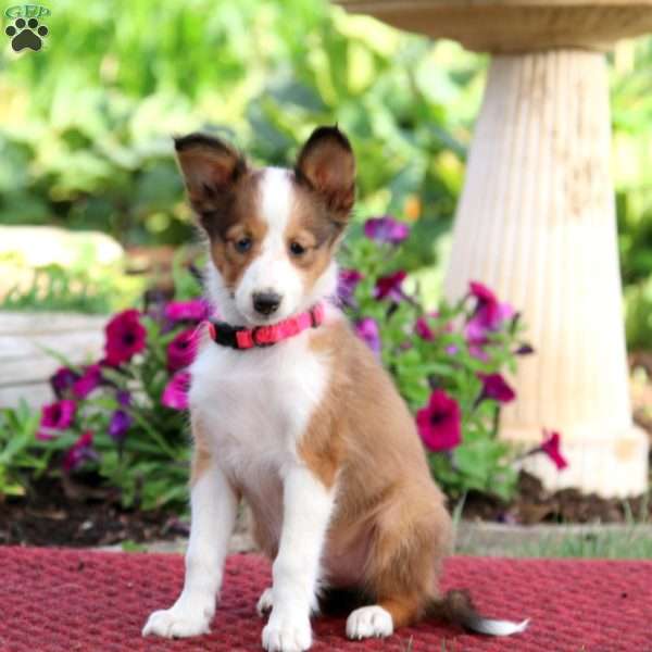 Tootsie, Sheltie Puppy