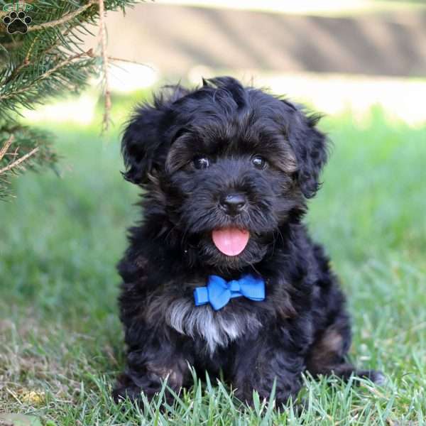 Torin, Yorkie Poo Puppy