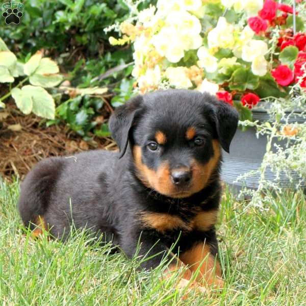 Travis, Rottweiler Puppy