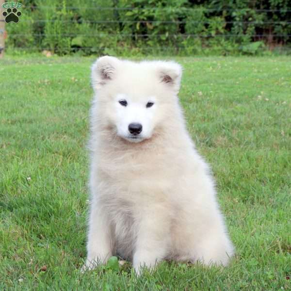 Travis, Samoyed Puppy