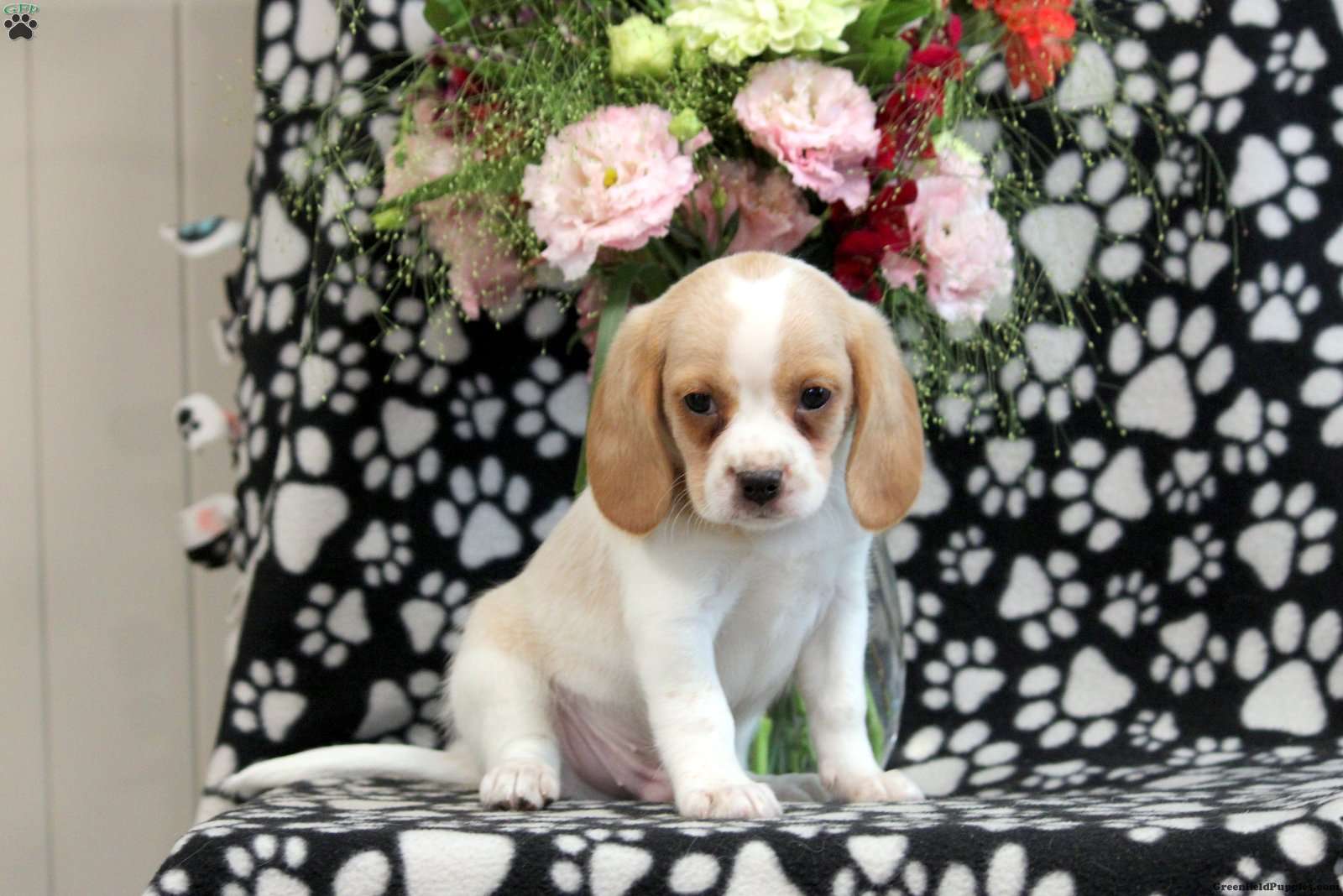 Travis - Beaglier Puppy For Sale in Pennsylvania