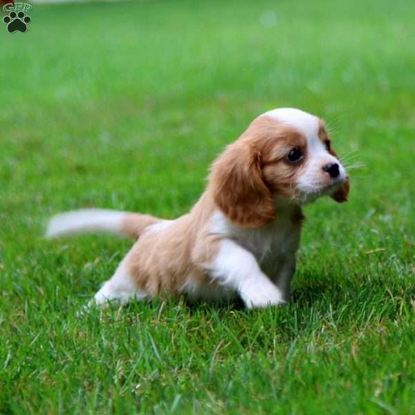 Travis, Cavalier King Charles Spaniel Puppy