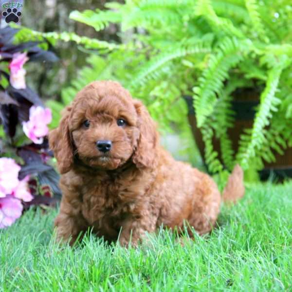 Trevor, Mini Goldendoodle Puppy