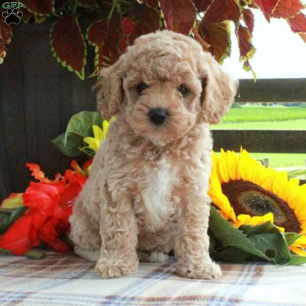 Tripp, Cavapoo Puppy