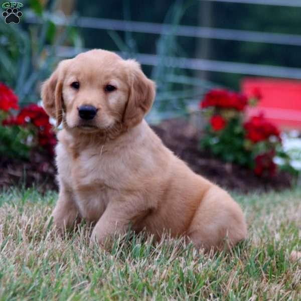 Trish, Golden Retriever Puppy