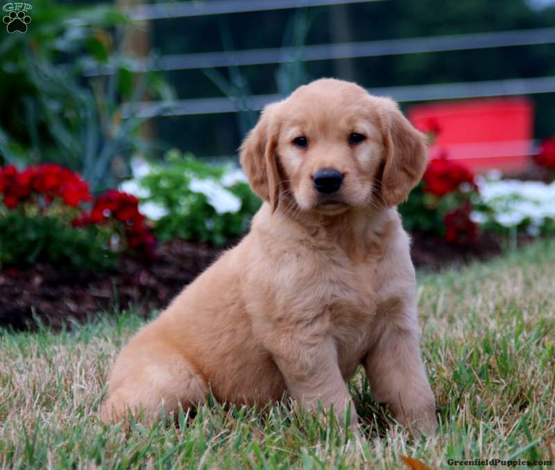 Trish - Golden Retriever Puppy For Sale in Pennsylvania