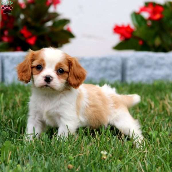 Trisha, Cavalier King Charles Spaniel Puppy