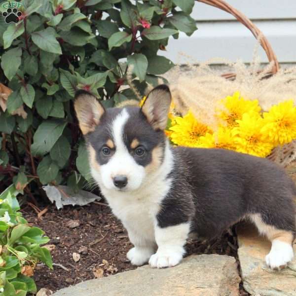 Trixie, Pembroke Welsh Corgi Puppy