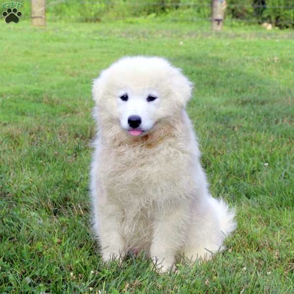 Trixie, Samoyed Puppy