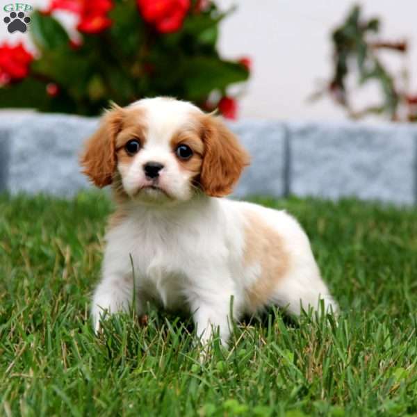 Trixie, Cavalier King Charles Spaniel Puppy