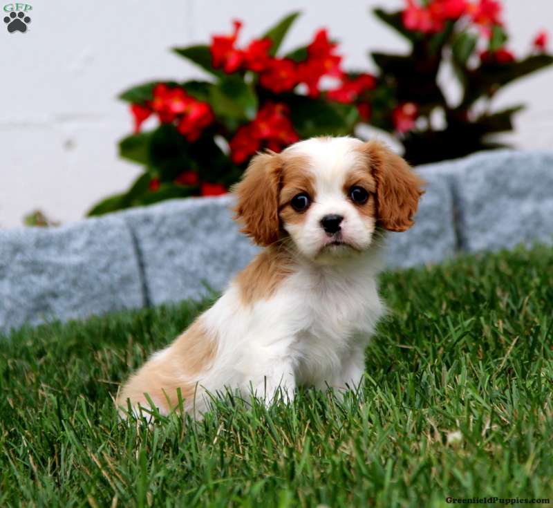 Trixie - Cavalier King Charles Spaniel Puppy For Sale in Pennsylvania