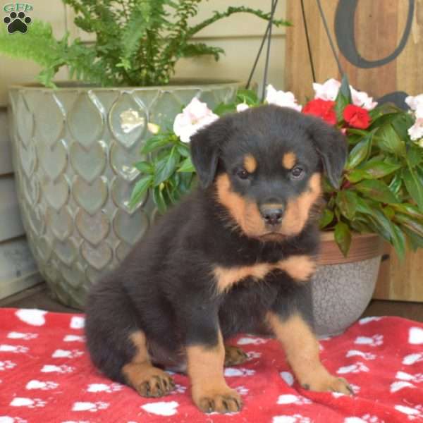 Trooper, Rottweiler Puppy