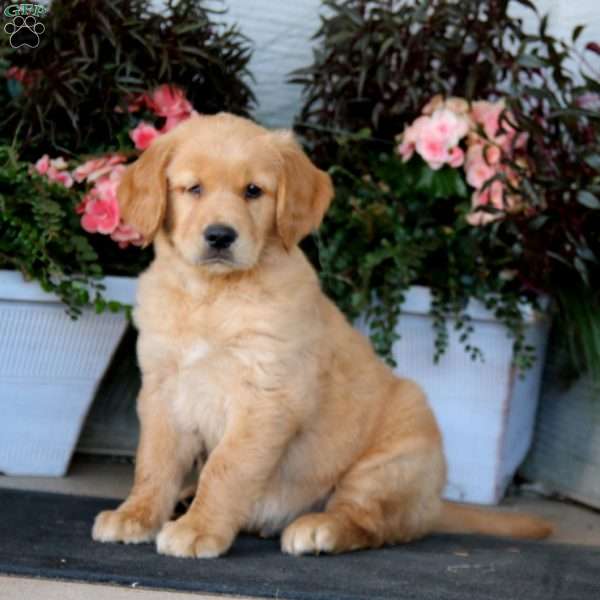 Trotter, Golden Retriever Puppy