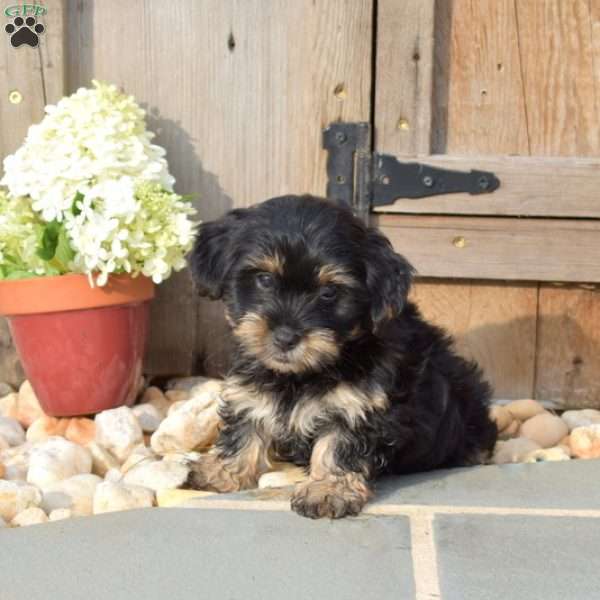 Truffles, Yorkie Poo Puppy