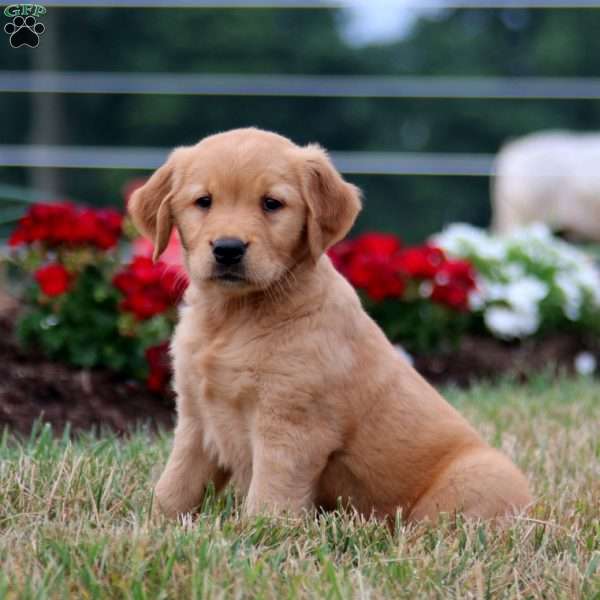 Truly, Golden Retriever Puppy