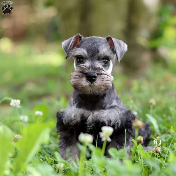 Tucker, Miniature Schnauzer Puppy