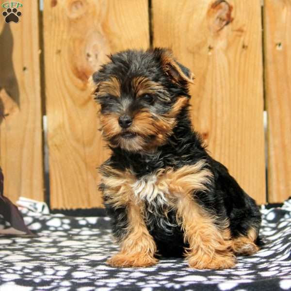 Tucker, Yorkie Puppy